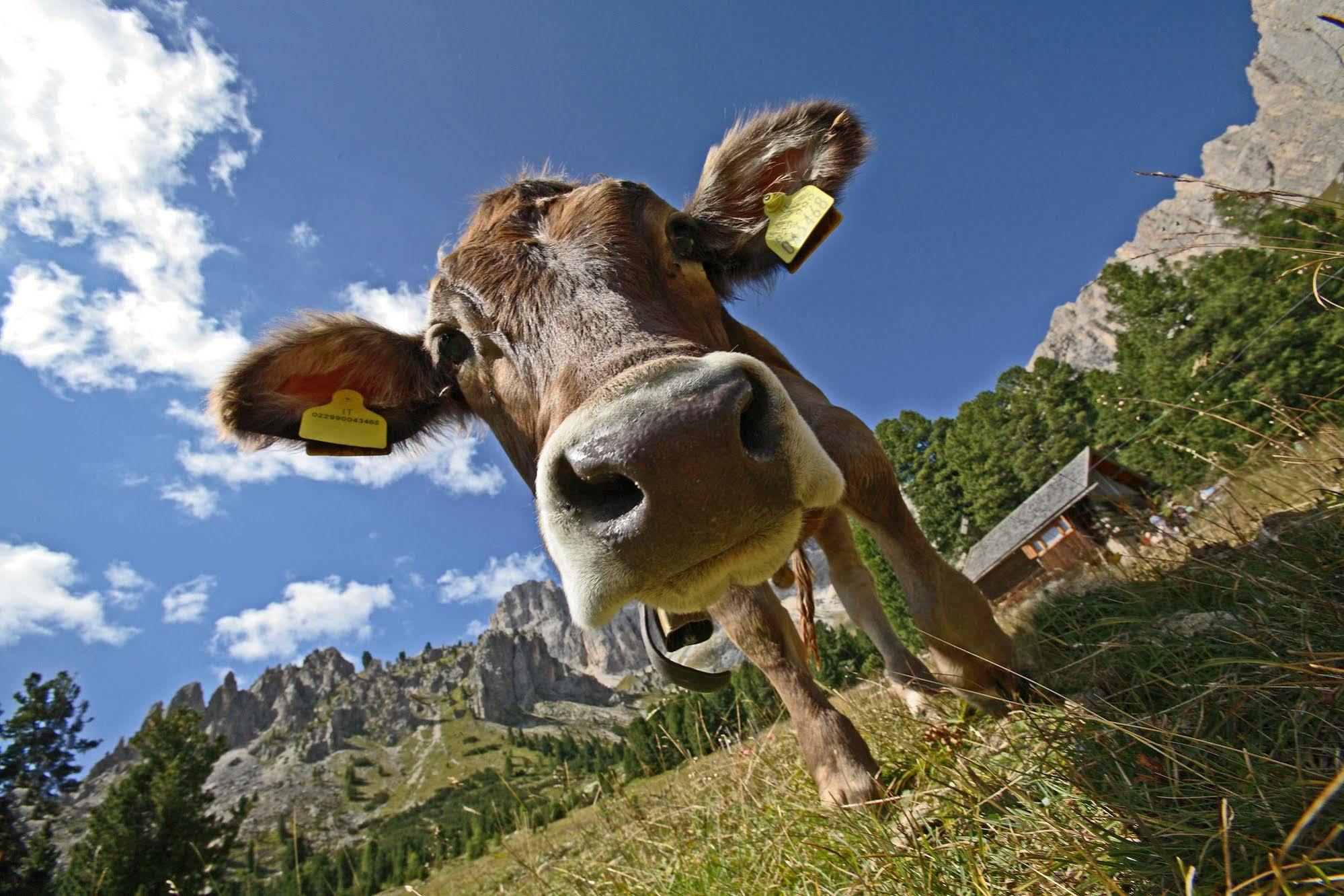 Arnika Wellness 3* Passo San Pellegrino